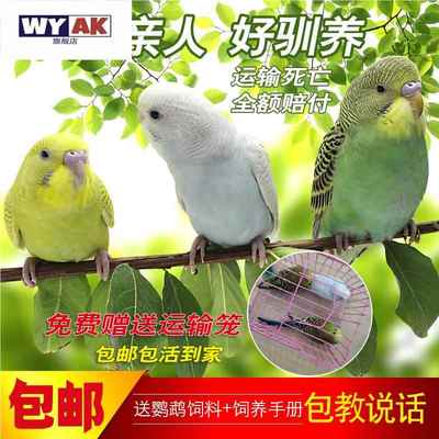 鹦鹉活鸟一公一母虎皮虎皮玄凤会说话手养宠物鸟幼鸟繁殖鸟