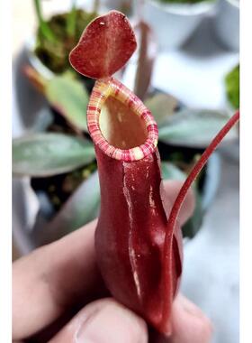 花唇红奇异猪笼草食虫植物低地品种非常可爱漂亮的笼子mirabilis