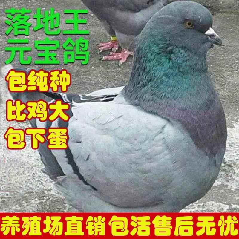 落地王元宝鸽子活物一对活体大体肉鸽特大原配种鸽白羽王信鸽幼鸽