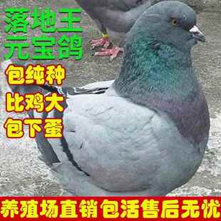 落地王元宝鸽子活物一对活体大体肉鸽特大原配种鸽白羽王信鸽幼鸽