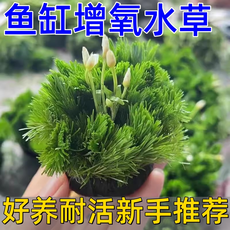 绿菊小坨草缸鱼缸造景水草场直发懒人水培增氧淡水草阴性活体植物