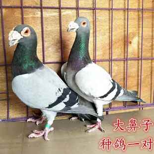 包邮到家 活体观赏鸽活体短嘴鸽子大鼻子观赏鸽灰色种鸽灰色包邮