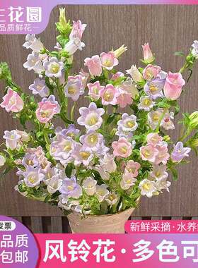 【若生花】风铃花鲜花束蓝色紫色粉色白色家用水培瓶插花云南直发