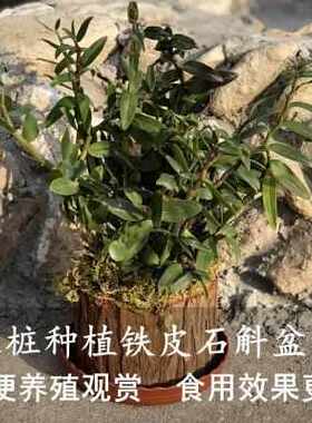 多肉带皮木树桩婚庆木质花盆花瓶木盘木盆花盆花瓶木盆花盆烛台
