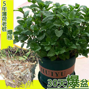 薄荷盆栽老桩可食用驱蚊绿植庭院植物带盆栽好阳台留兰香薄荷老根