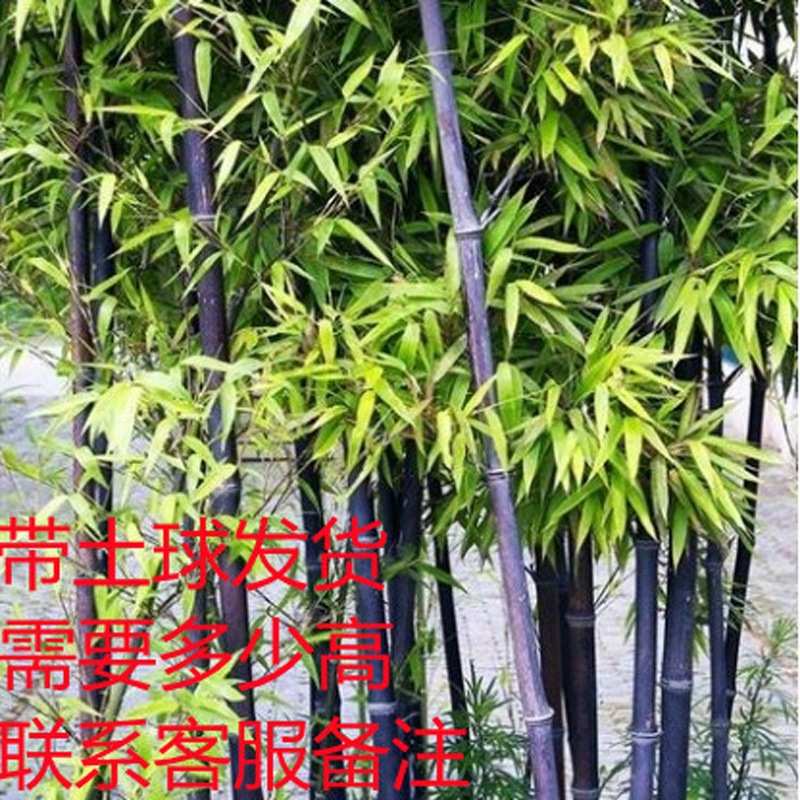 竹子庭院长青阳台苗代发观赏盆栽别墅造景一件紫竹墨竹树苗四季苗