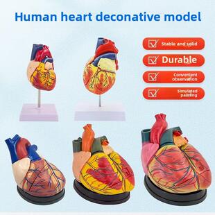 教学人体心脏解剖模型1:1可拆卸式专业人工超声教学脏器心脏学教