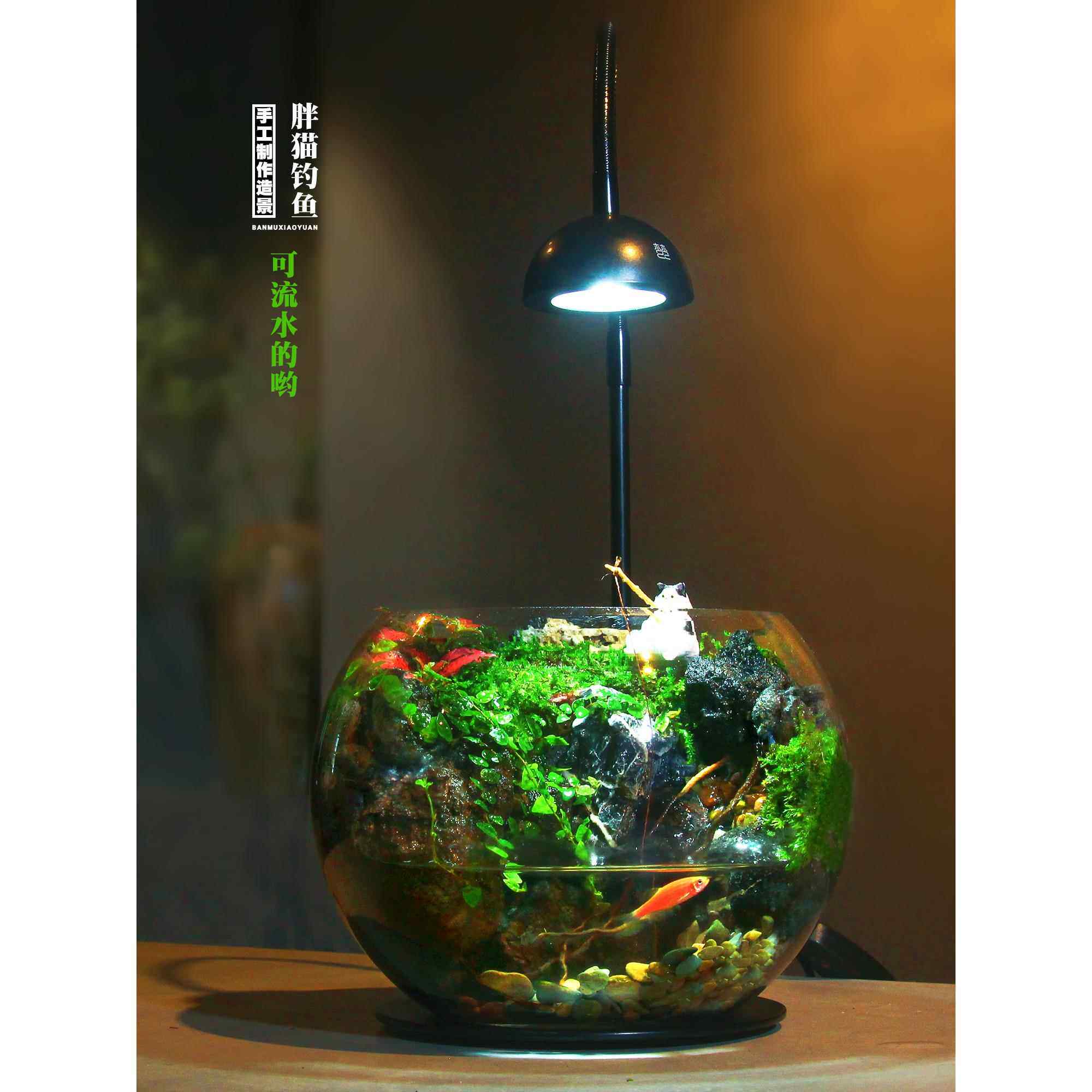 【团团圆圆】玻璃生态瓶室内桌面迷你水陆苔藓微景观造景绿植盆栽