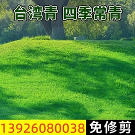 台湾2号草坪草籽细叶结缕草，草皮种子矮生四季青草种台湾草籽庭院