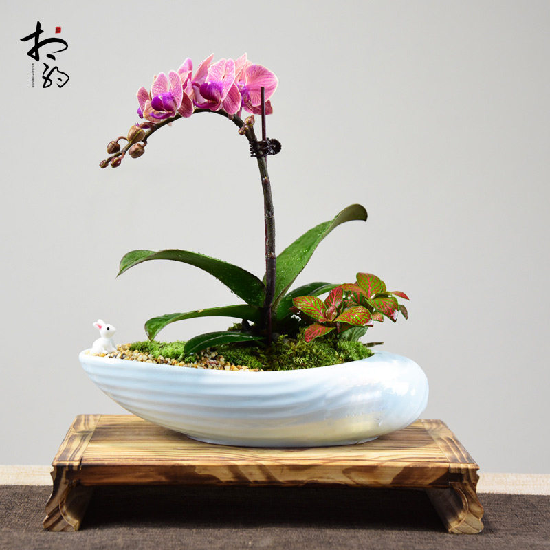 蝴蝶兰盆栽植物客厅室内花卉盆栽带花苞花剑花苗四季好养易活绿植