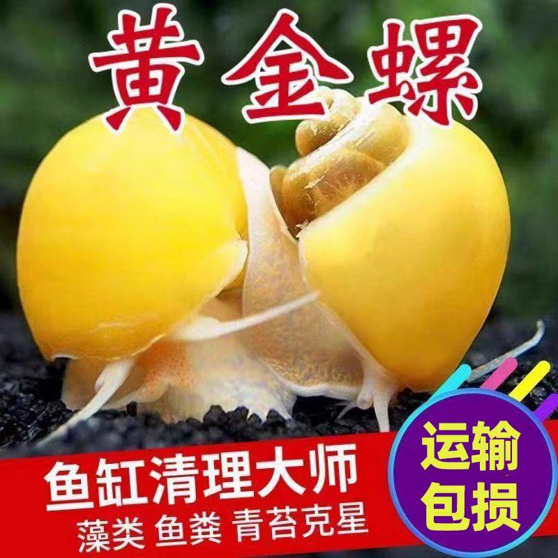 鱼缸清洁除藻工具螺黄金螺净化水质除藻工具清洁观赏吃鱼屎鱼缸