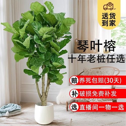 琴叶榕办公室花卉绿植盆景客厅旺宅室内盆栽大型植物易活四季好养