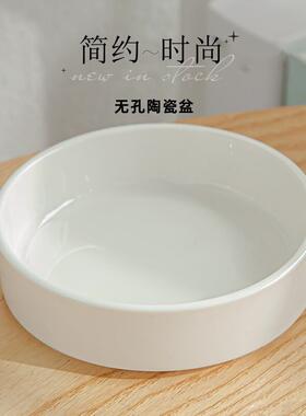 巴西木花盆陶瓷盆简约专用盆水培器皿幸运木白色现代无孔花盆托盘