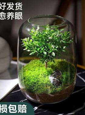 生之真树懒人鱼养苔藓微景观办公室盆栽宿舍植命物桌厂家直供面生