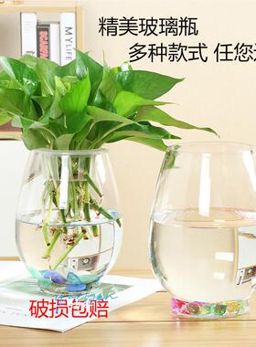 水培植物玻璃瓶 绿萝花瓶花盆玻璃圆球水养鱼缸器皿容器送定制栏
