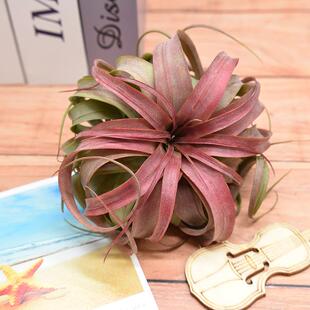 空气凤梨艾瑞克TillandsiaEric无土植物空凤净化空气绿植吸甲醛