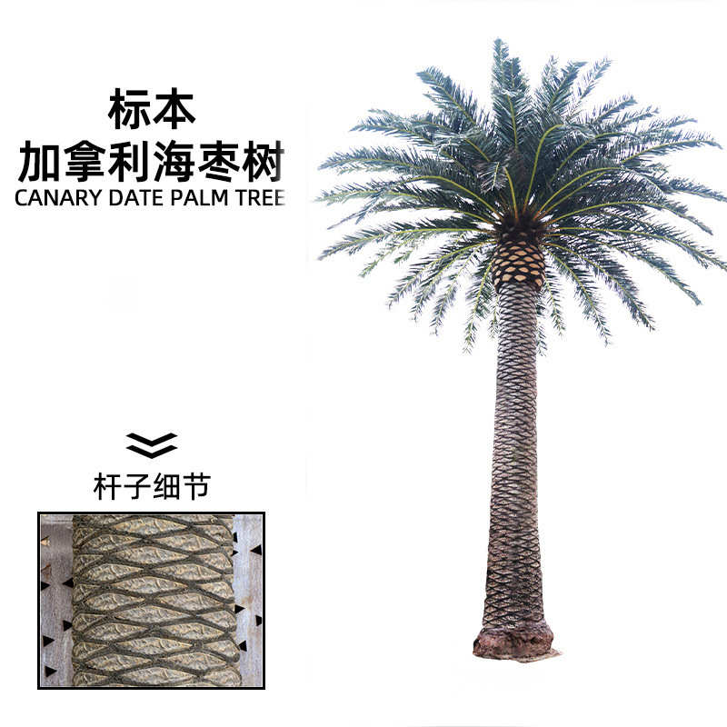 仿真海藻树 大型室内外景观仿生海枣树中东加拿利 仿真海枣树厂家