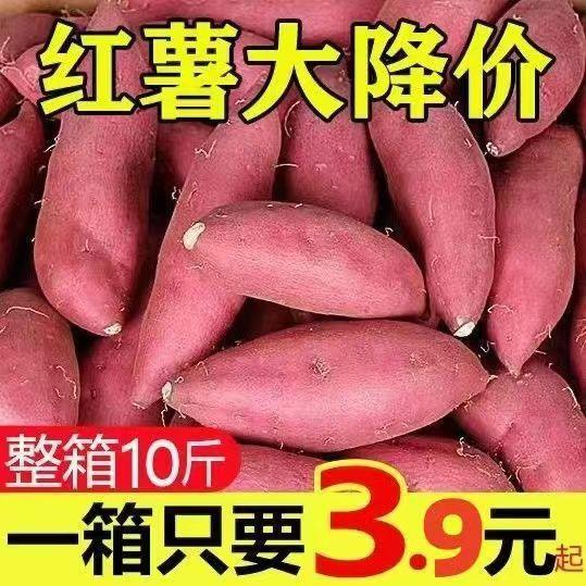 24年蜜薯糖心红薯山东烟薯25号番薯沙地山芋农科院烤地瓜