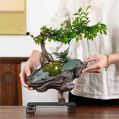 榆小叶树景花卉植物室内花悬崖桩客盆厅好养办公嶙峋室老桌面绿植