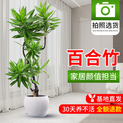 百合竹客厅绿植室内大型盆栽金边金心真花百合树竹绿植物造型老桩