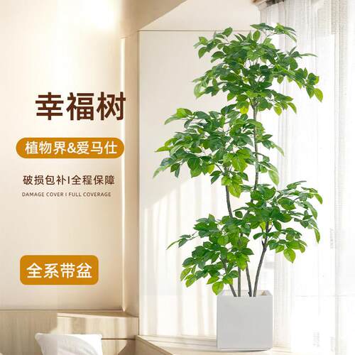 彷真植物幸福树发财树客厅大型落地假绿植室内家居装饰摆件假花