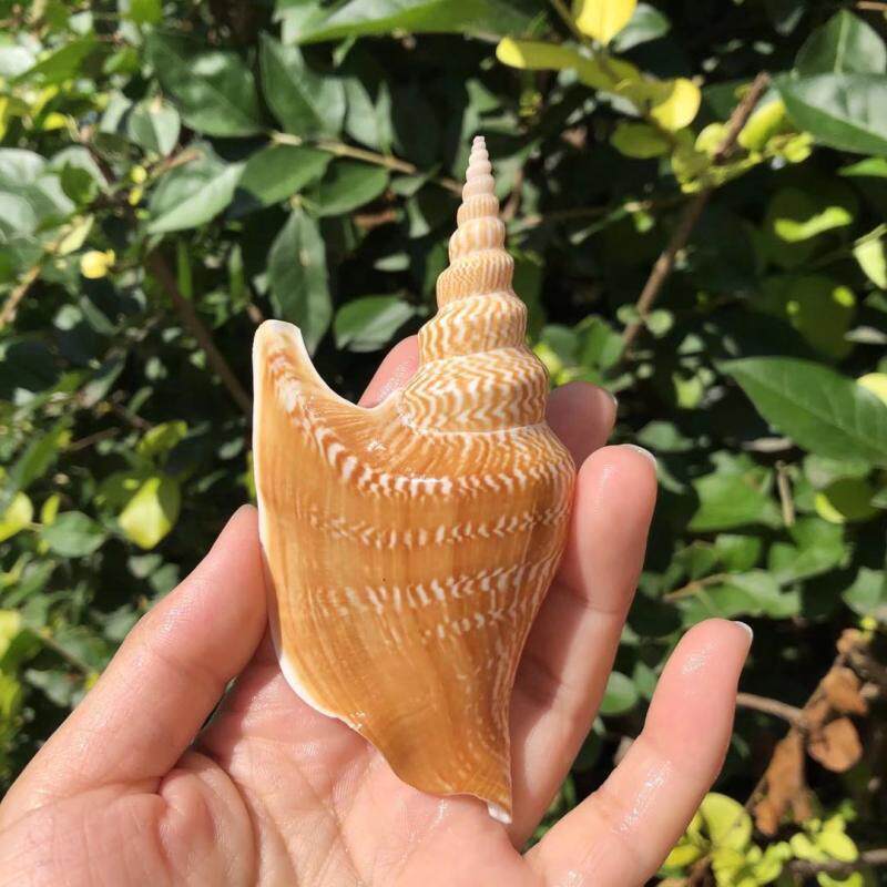 包邮天然海螺贝壳金斧火炬凤凰螺鱼缸地台装饰地中海装饰收藏标本