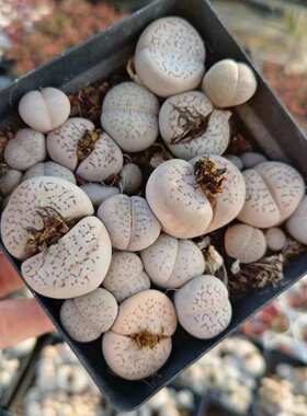 实物  发货尼托价格盆石花盆整毛锥拍摄生土10cm汉肉不带