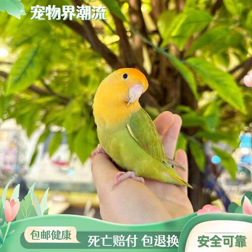 家庭宠物鸟纯手养鹦鹉幼鸟半毛雏鸟粘人好上手亲人会说话牡丹鹦鹉