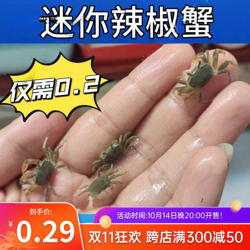 迷你辣椒蟹观赏蟹水族小螃蟹相手蟹寄居蟹摆摊活的小螃蟹