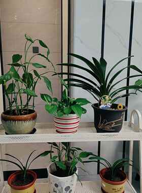 阶阳台花铁置物架可移动落地式多层KJQ植物多肉花架梯架式艺带轮