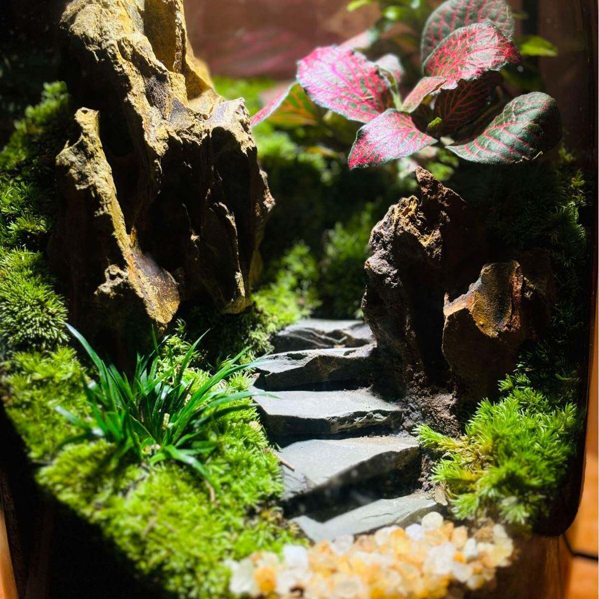 观【青山13481191】苔藓植栽微景生态缸创意盆摆件真植物桌面景观
