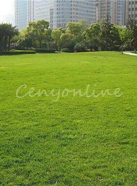 1000g Seeds / bag Tall Fescue Grass Seed ( Festuca arundinac