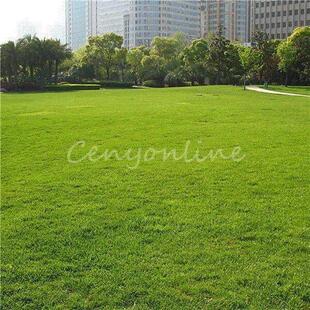 Tall arundinac 1000g bag Seed Festuca Grass Seeds Fescue