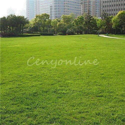 1000g Seeds / bag Tall Fescue Grass Seed ( Festuca arundinac