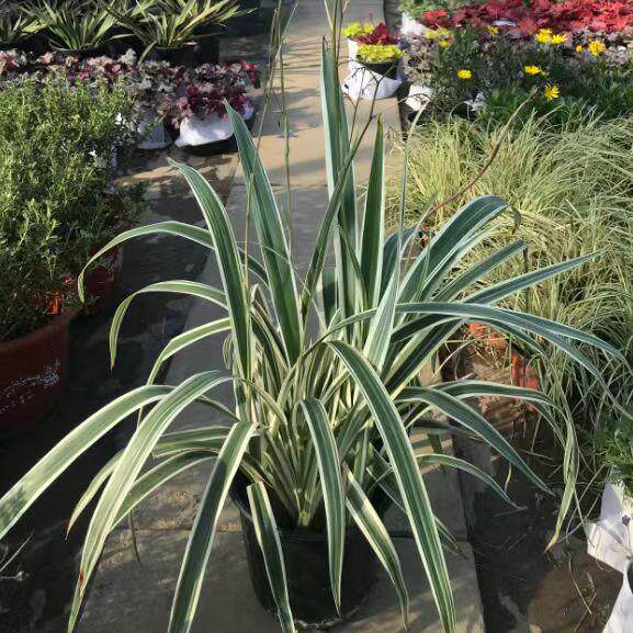 金边凤尾兰金心丝兰盆栽多年生花境花园植物花卉线条耐寒耐热耐旱