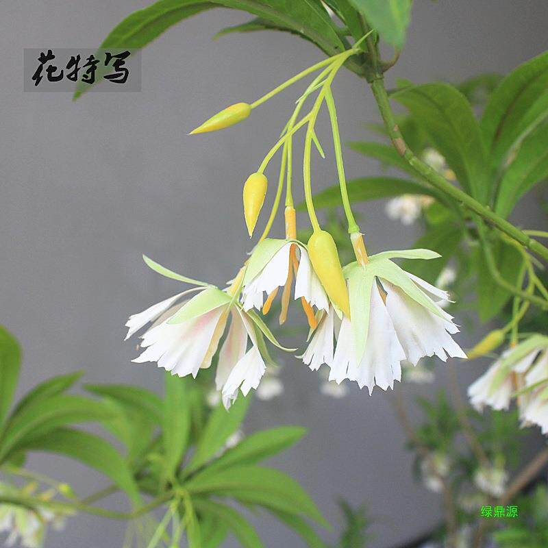 石榕大客厅店铺花艺物水装饰树绿植茶室酒店落地名宿橱窗