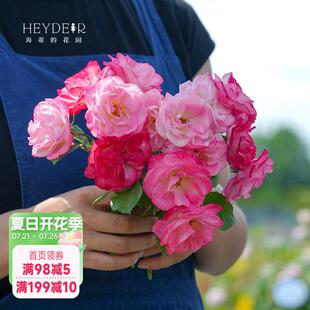 海蒂的花园 藤本樱霞爬藤月季耐热丰花多头四季开 花植物绿植盆栽