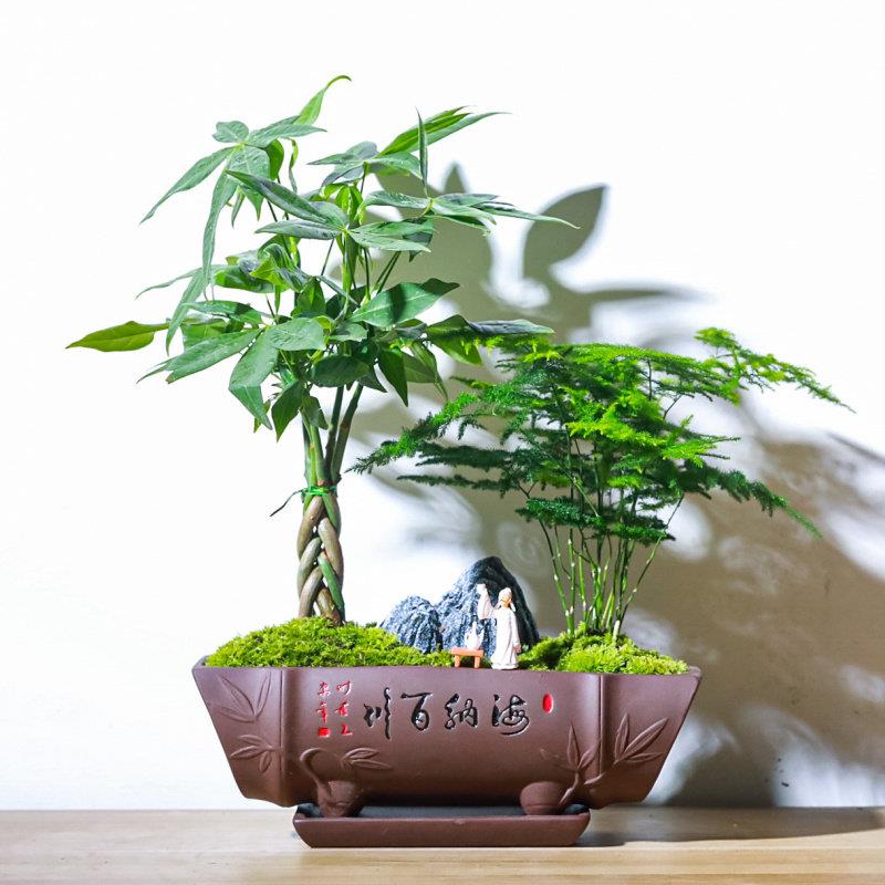 文小盆栽竹子中式禅新意茶室微景观室内办公室花卉竹植盆景TFS植