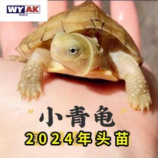 鳄鱼宠物年小青龟黄喉拟水龟三黄小青皖南小青招财龟