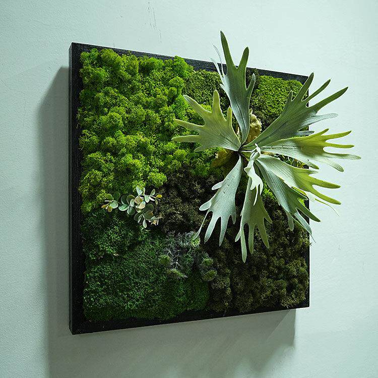 永生苔藓植物壁挂室内墙面软装白发藓样品房走廊装饰框画彷真多肉
