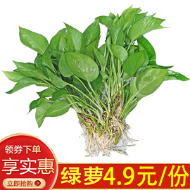 水养绿萝培植物室内绿箩盆栽鲜花卉，发财树富贵竹白红掌(白红掌)水土生裸根