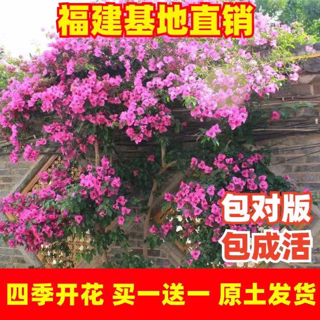 重瓣勤花三角梅盆栽新品种带花发货老桩树苗耐寒庭院四季开花梅花