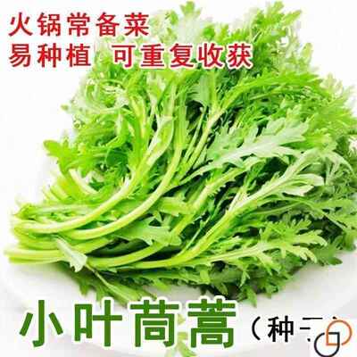 小叶茼蒿种子大全农家茼蒿种籽菜籽四季皇帝菜种苗青菜蔬菜种孑
