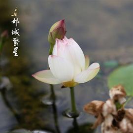 碗莲种藕微型迷你小荷花根茎带花芽苞四季开花水生植物室内外花卉