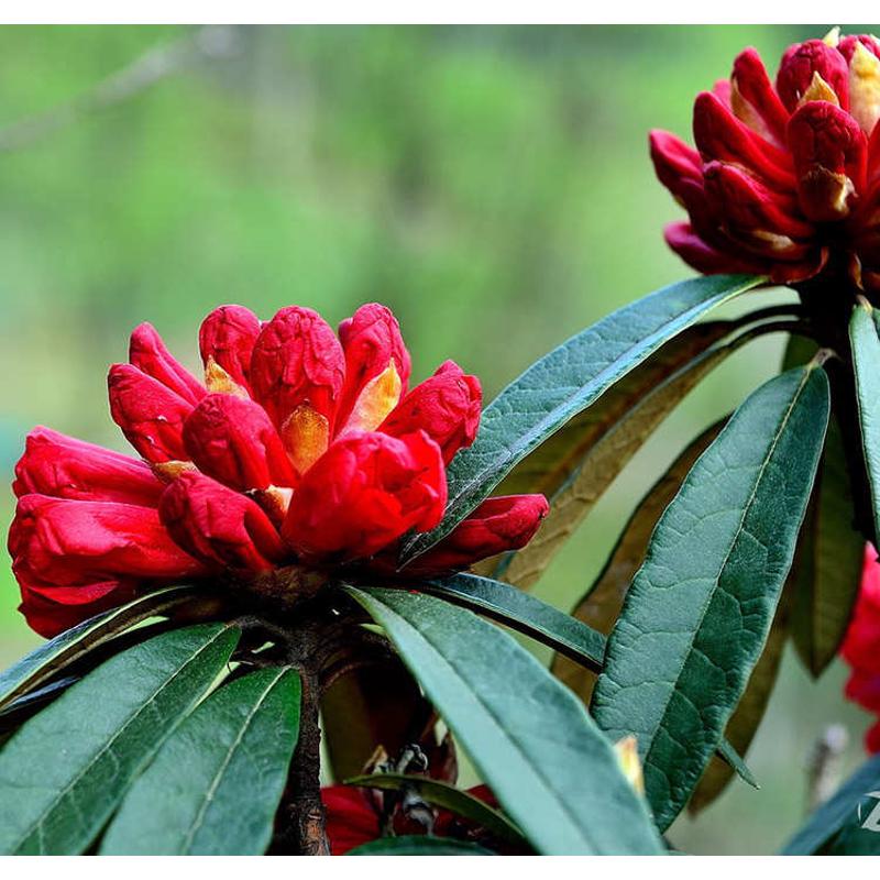 高山杜鹃马缨花大树杜鹃乔木花卉绿植大红花苗木原产地基地直发