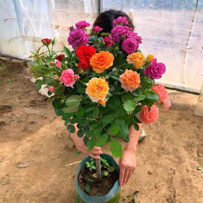 玫瑰花树苗特大花棒棒糖树状月季四季开花卉植物庭院多色树桩月季