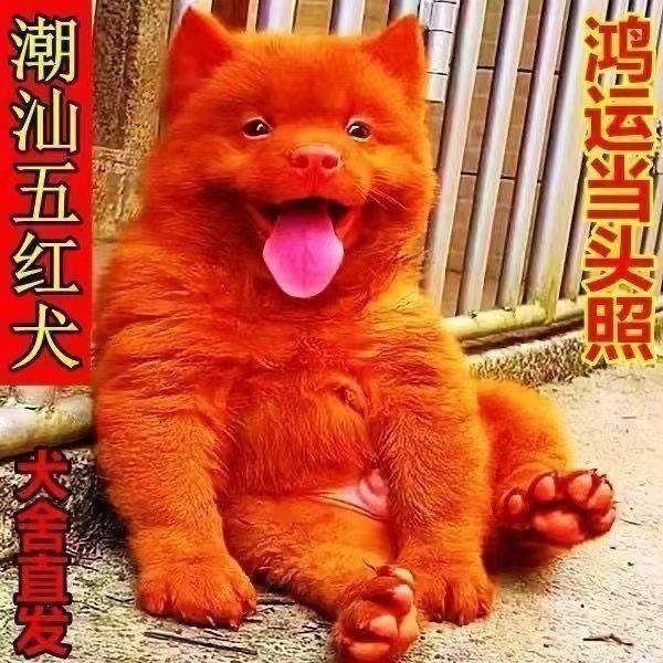 潮汕五红犬狗崽狗狗虎斑狗红色土狗土猎犬中华田园犬五黑犬打猎犬