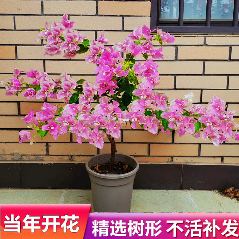 三角梅盆栽带花爬藤植物重瓣多季开阳台盆栽大苗庭院耐热好养绿樱