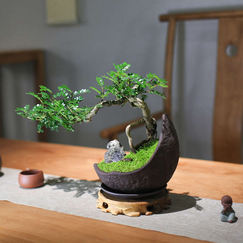 胡椒木雀梅老桩盆景室内盆栽植物禅意茶桌造景摆件桌面绿植旺宅