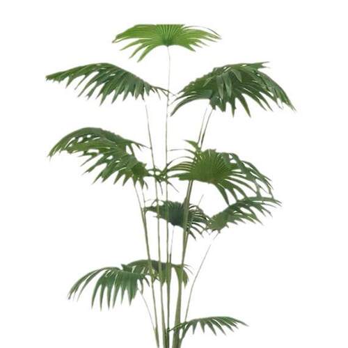 含阳仿真绿植散尾葵椰葵针葵园林造景家居酒店摆设仿真树绿植